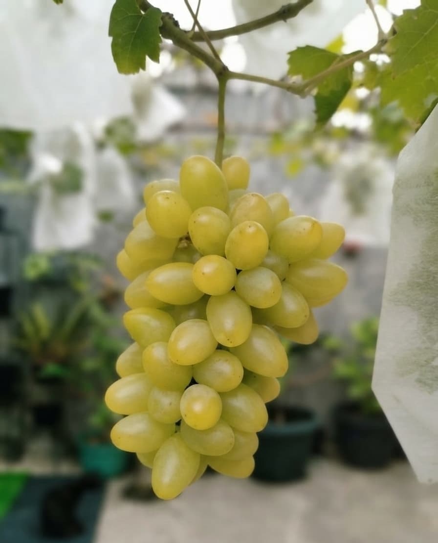 Anggur dalam tahap veraison